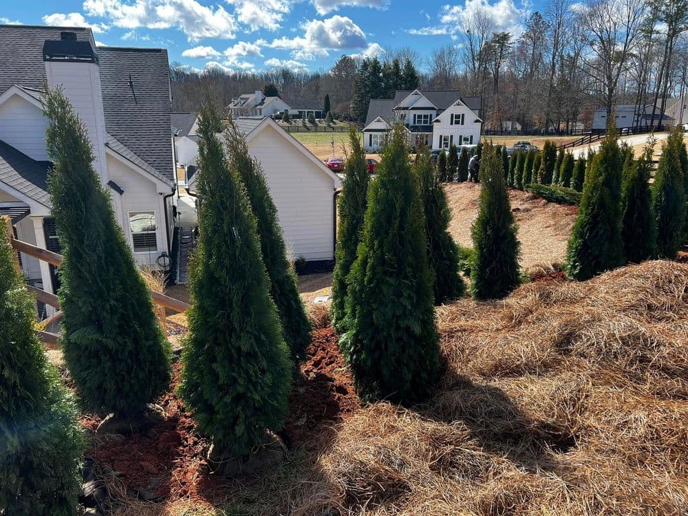 Row of evergreen trees along a residential yard with newly mulched landscape and blue sky.