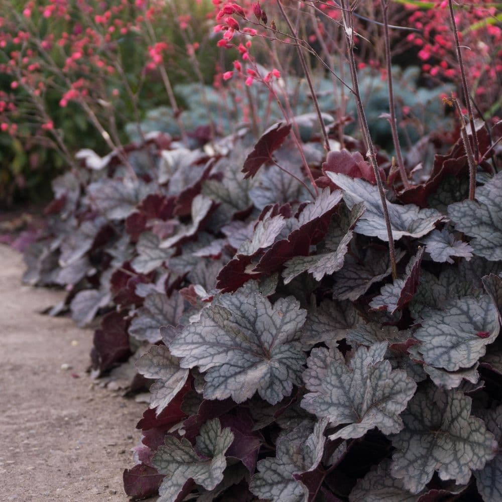 Heuchera plants with striking silver-veined burgundy leaves and pink flowers in a garden setting.