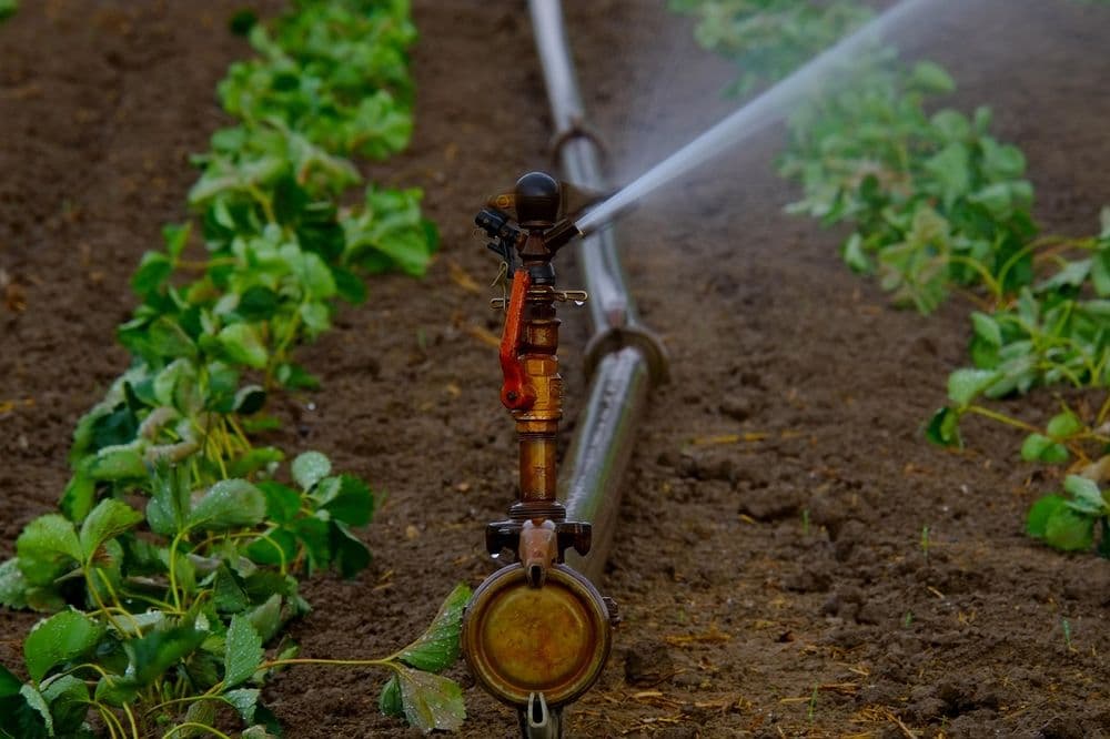 Irrigation system watering green strawberry plants in a well-maintained farm field.