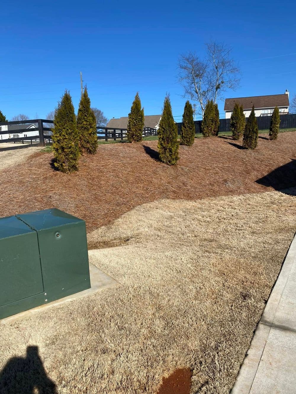Lush green shrubs on a grassy hill with a clear blue sky in the background.