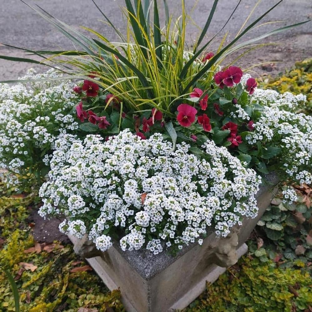 Colorful flower planter with white alyssum, red pansies, and green grass accents.