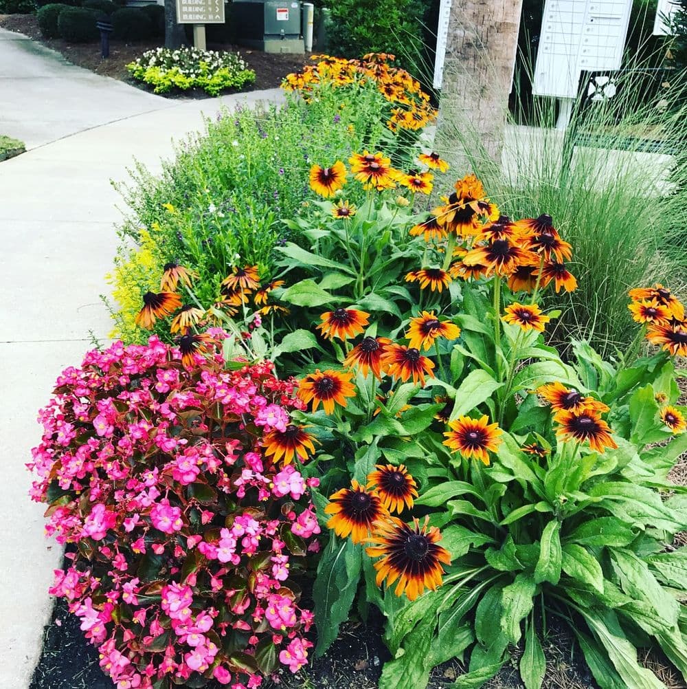 Vibrant flowerbed with orange and pink flowers along a walkway in a landscaped area.