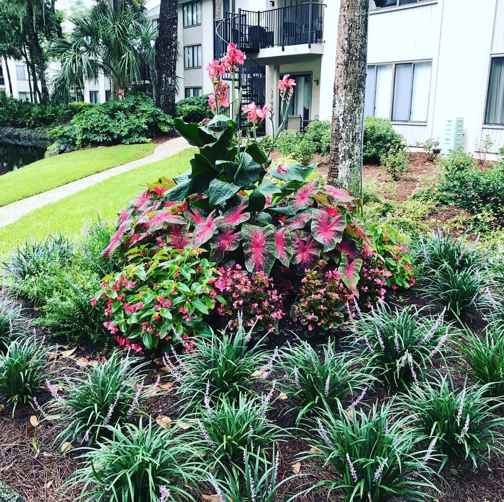 Vibrant flower garden featuring pink begonias and leafy plants near an apartment complex.