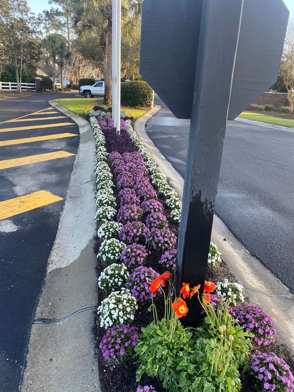 Vibrant flowerbed with purple and white blooms along a road sign in a landscaped area.