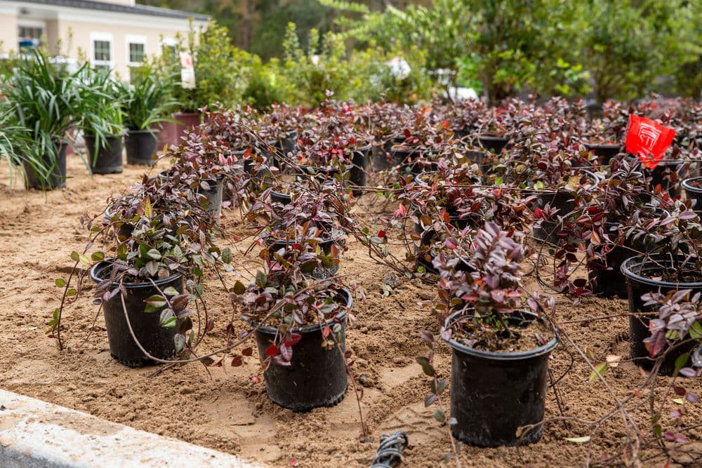 Potted burgundy foliage plants in a garden nursery with sandy soil and greenery in background.