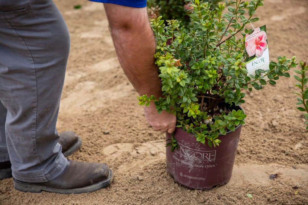 Person planting an Encore Azalea in a garden bed, showing care for landscaping.
