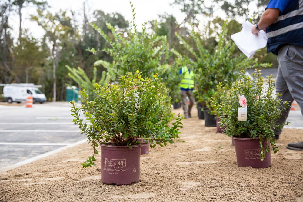 Row of potted Encore azaleas ready for planting in a landscaped area.